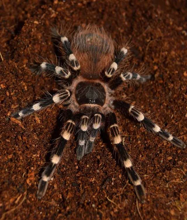 /img/21183-acanthoscurria-tarantula-handling.webp