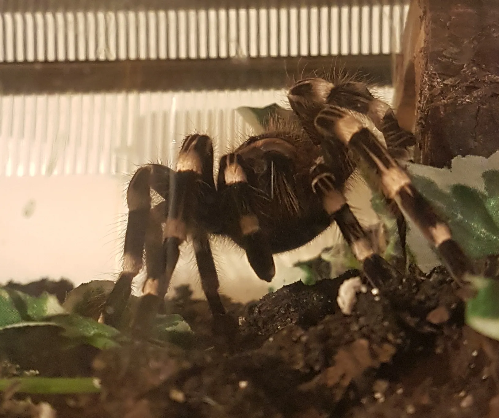 21183 acanthoscurria tarantula molting