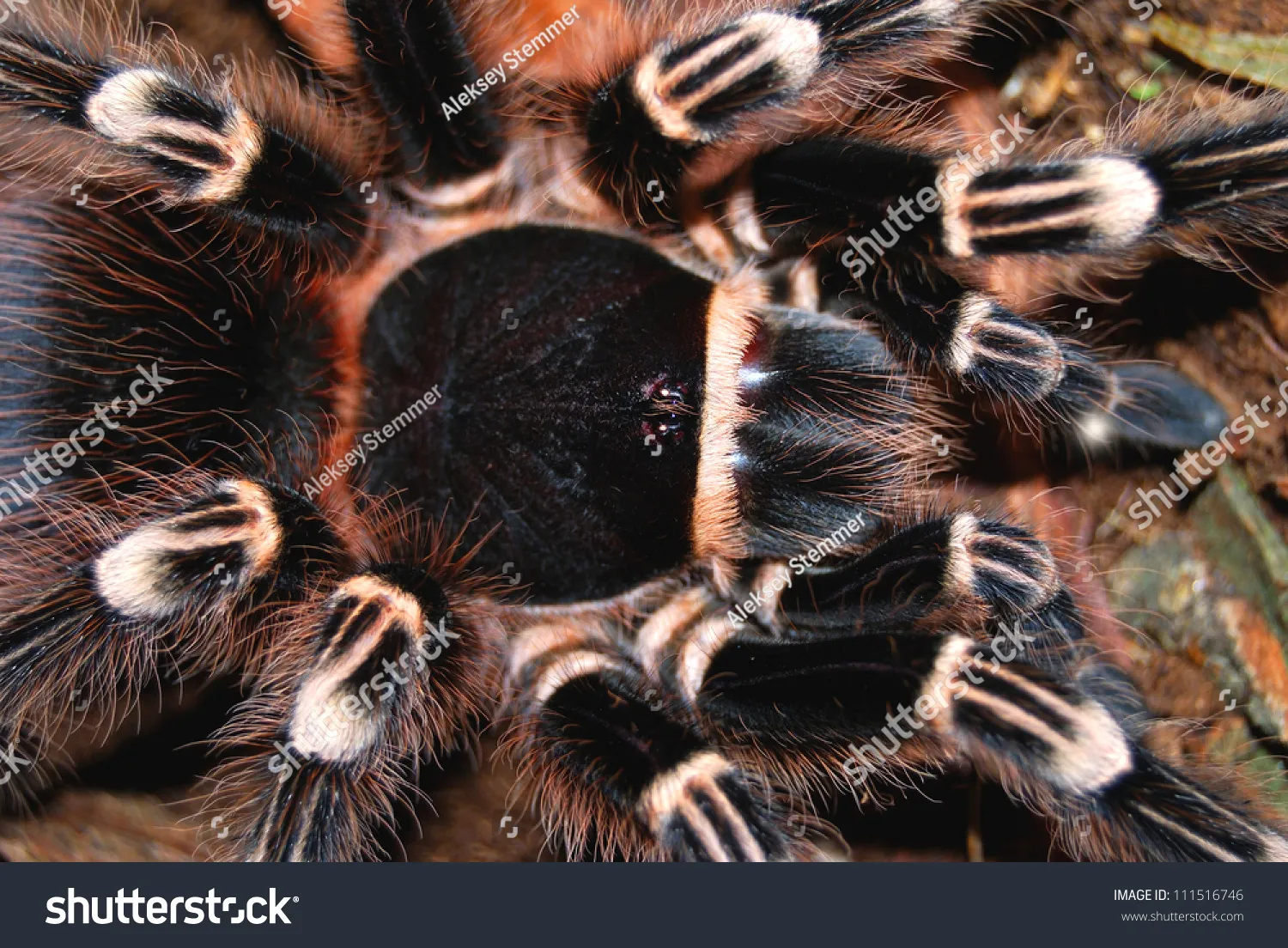 21183 acanthoscurria tarantula size comparison