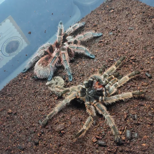 21185 tarantula enclosure