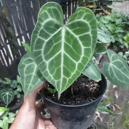 21185 tarantula feeding