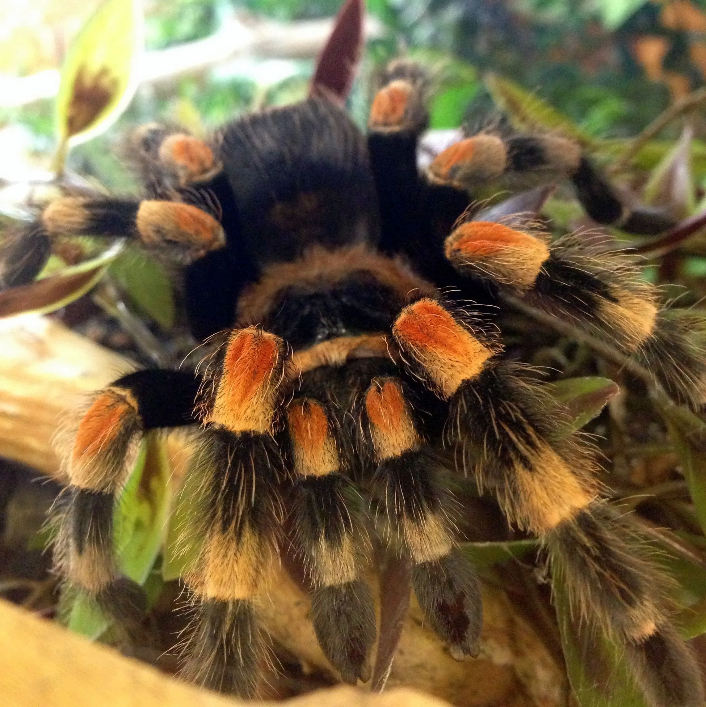 /img/21186-red-knee-tarantula-care.webp