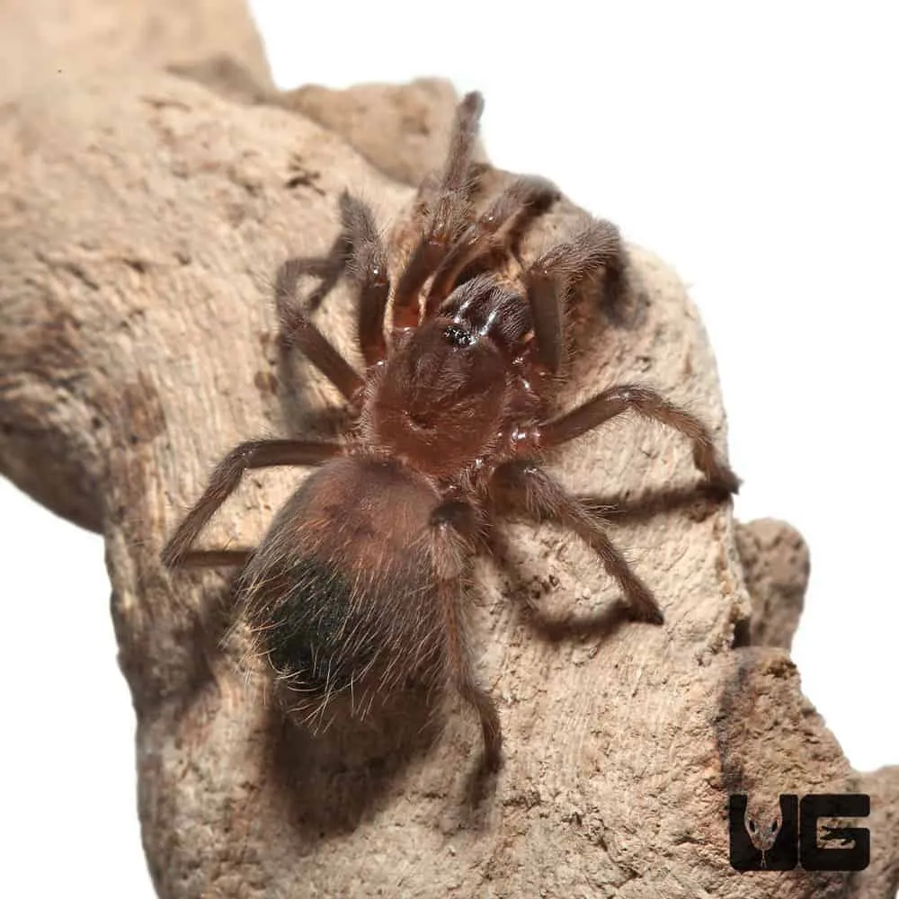 21186 red knee tarantula healthy