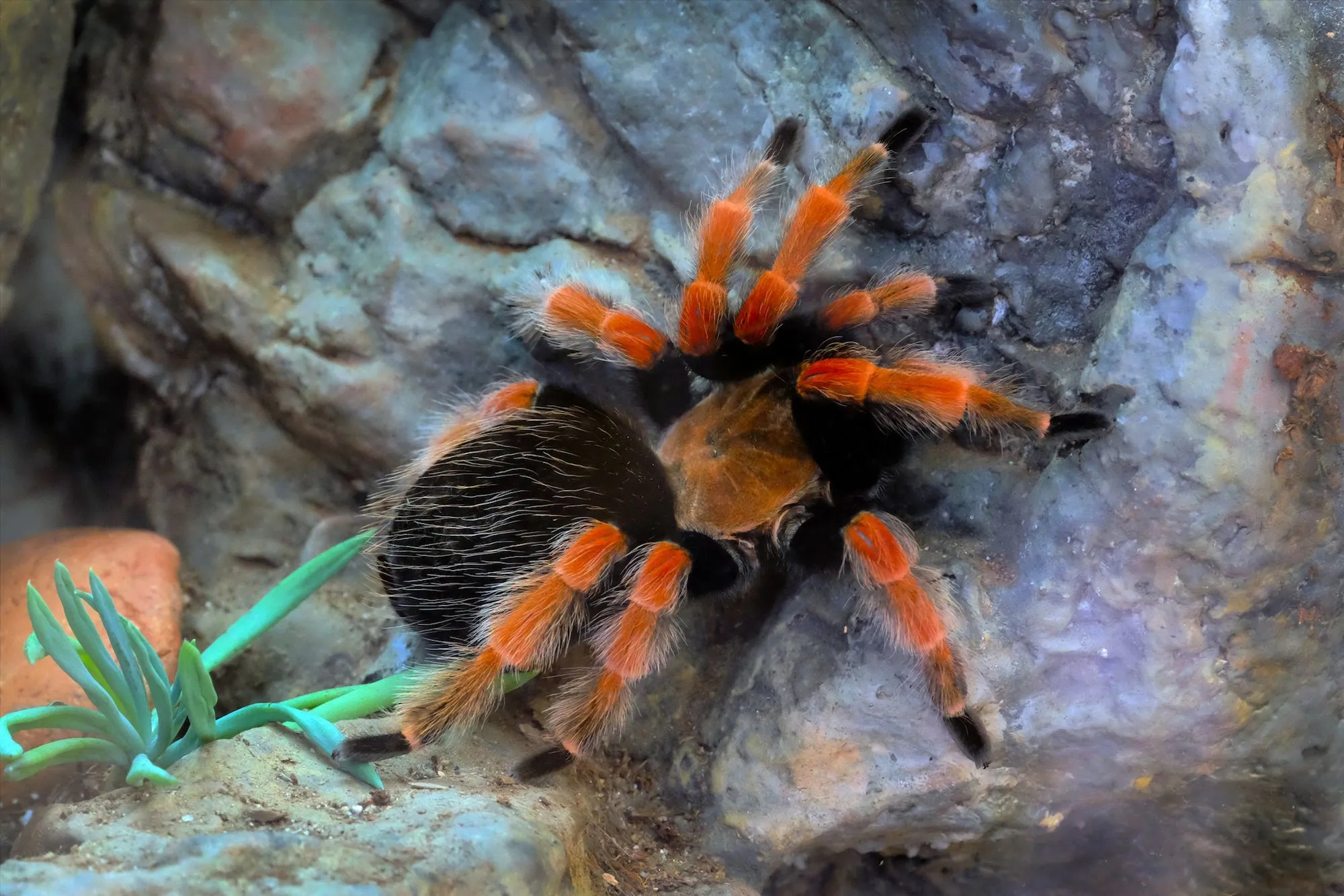 21186 tarantula feeding