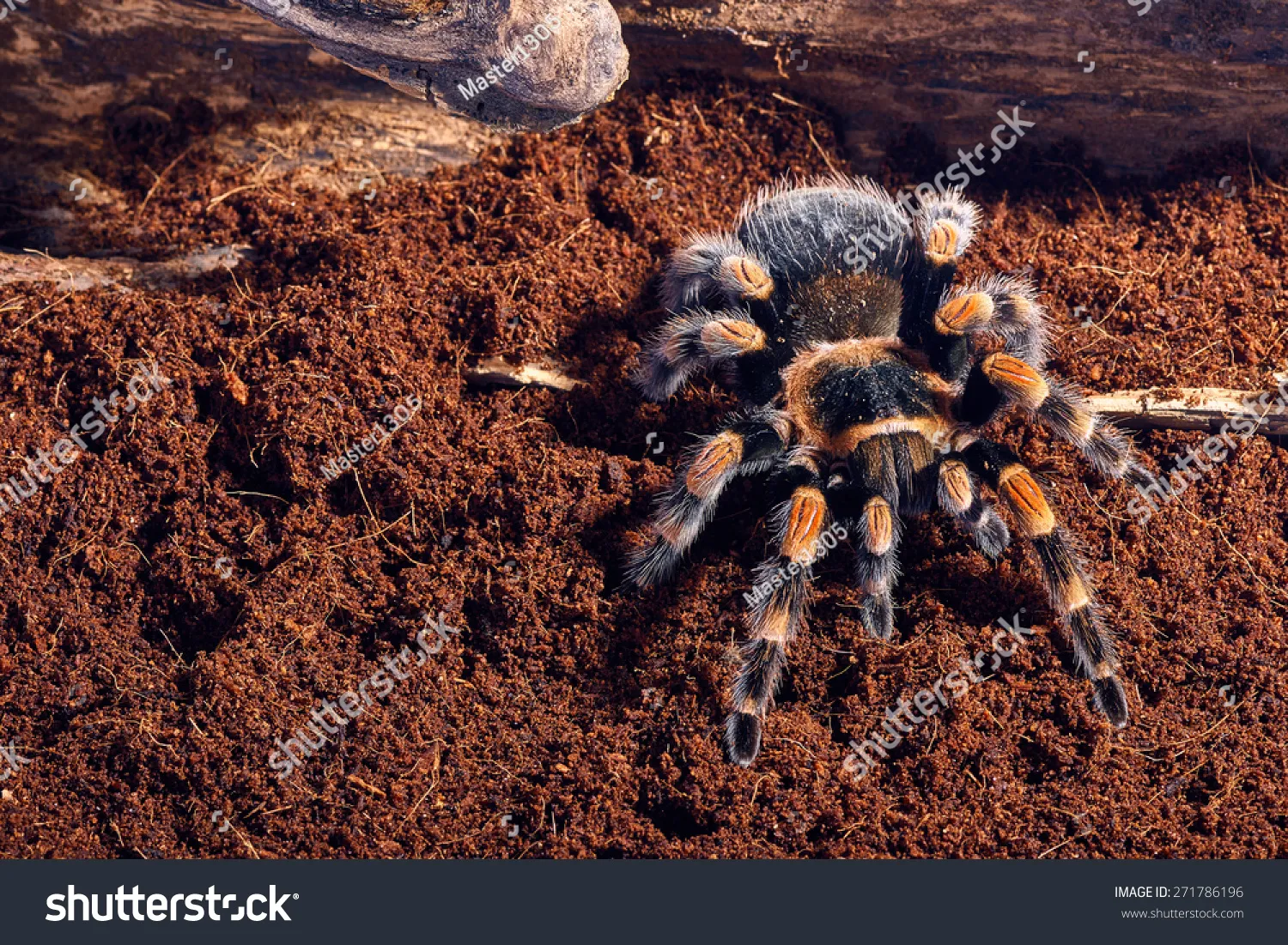 /img/21187-mexican-red-knee-tarantula-breeding.webp