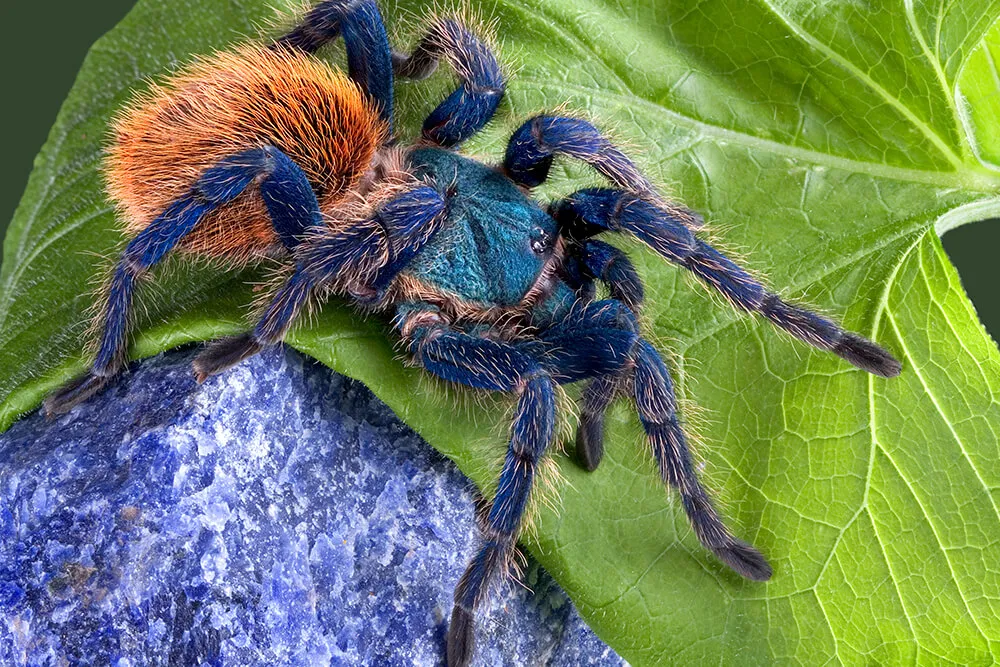 21188 tarantula possum conservation