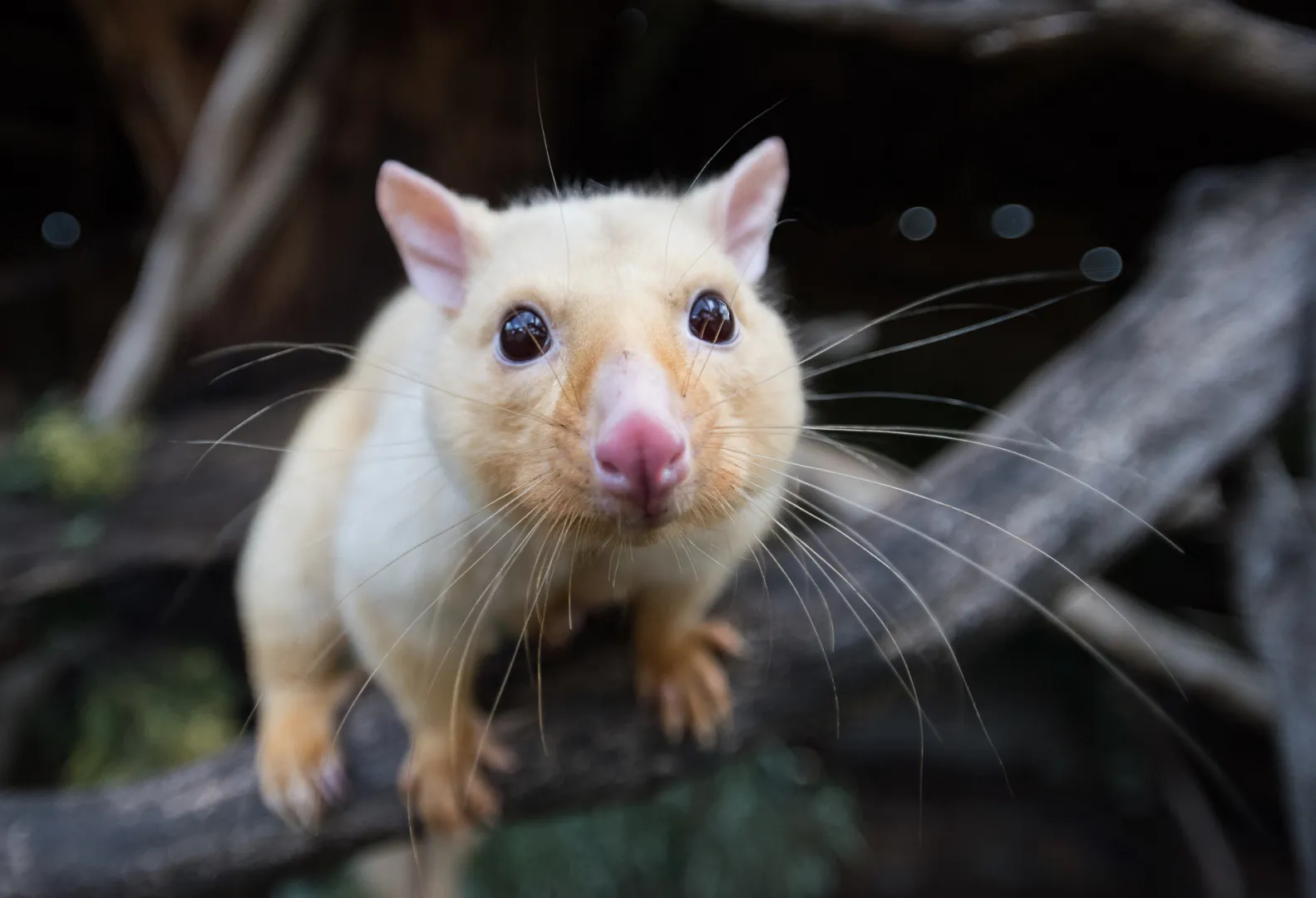 /img/21188-tarantula-possum-defense.webp