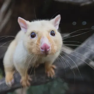 /img/21188-tarantula-possum-defense.webp