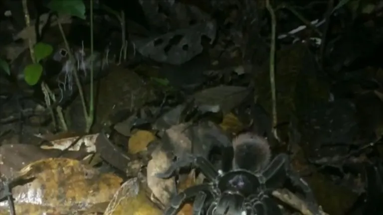 21188 tarantula possum feeding
