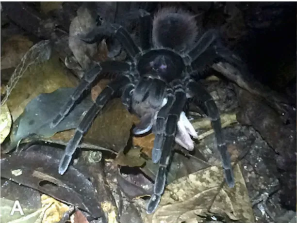 21188 tarantula possum habitat