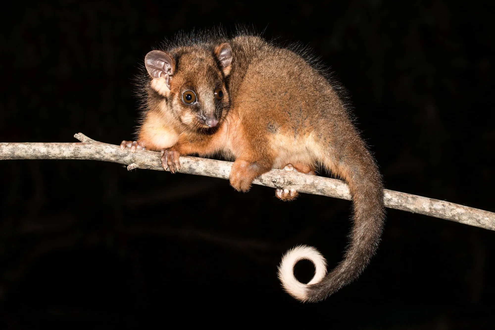 21188 tarantula possum mating