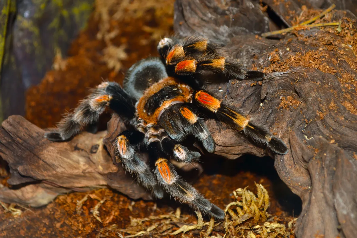 /img/21190-spiderling-molting.webp