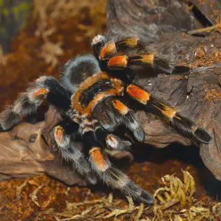 /img/21190-spiderling-molting.webp