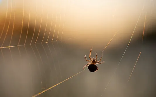21190 spiderling substrate