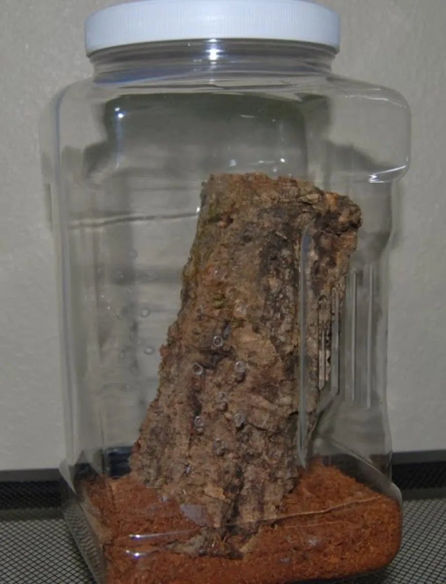 21190 spiderling water