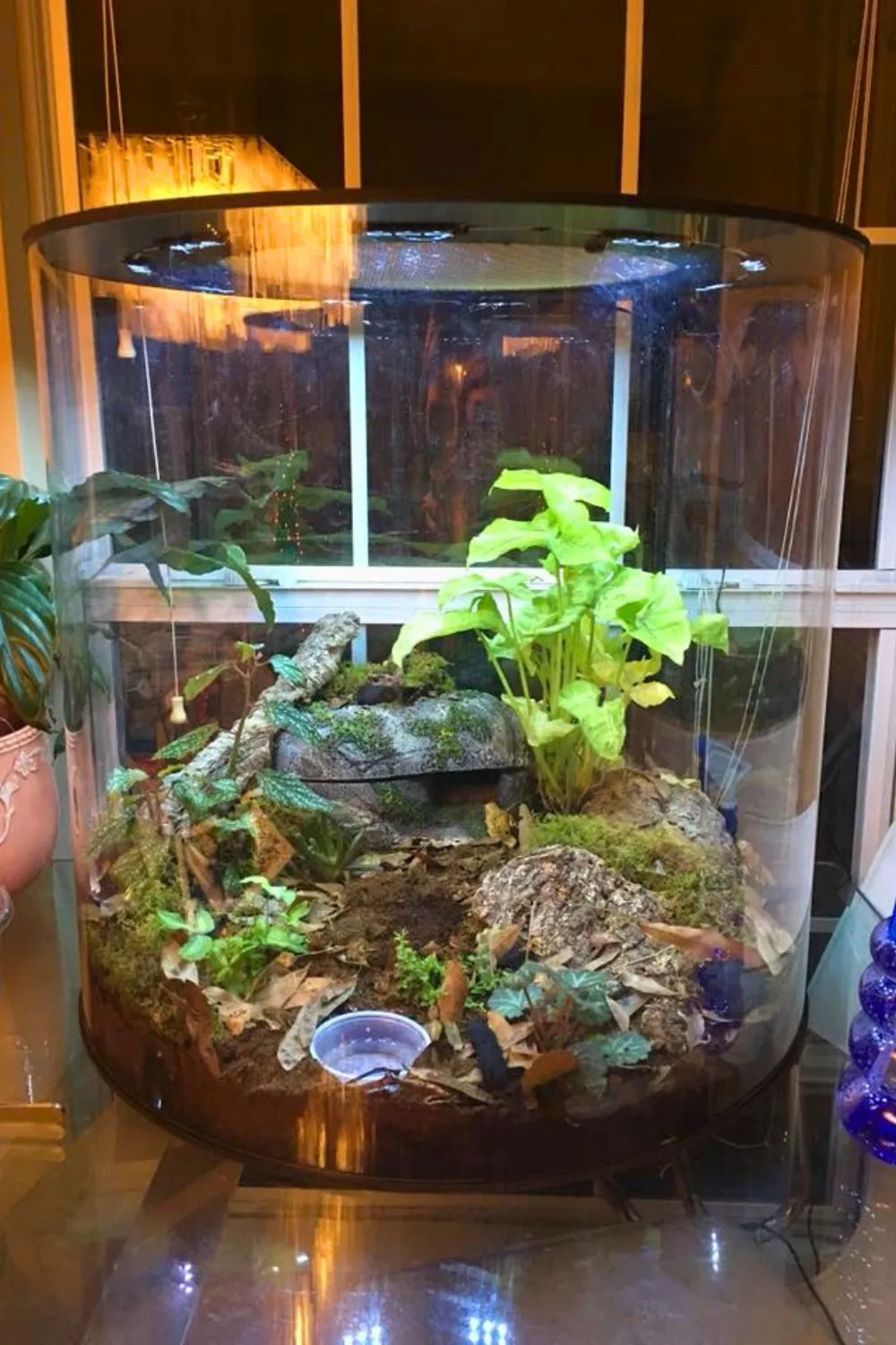 21191 tarantula feeding