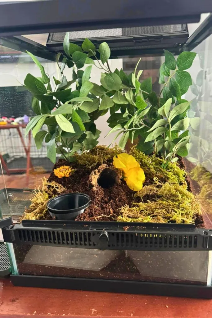 21191 tarantula substrate