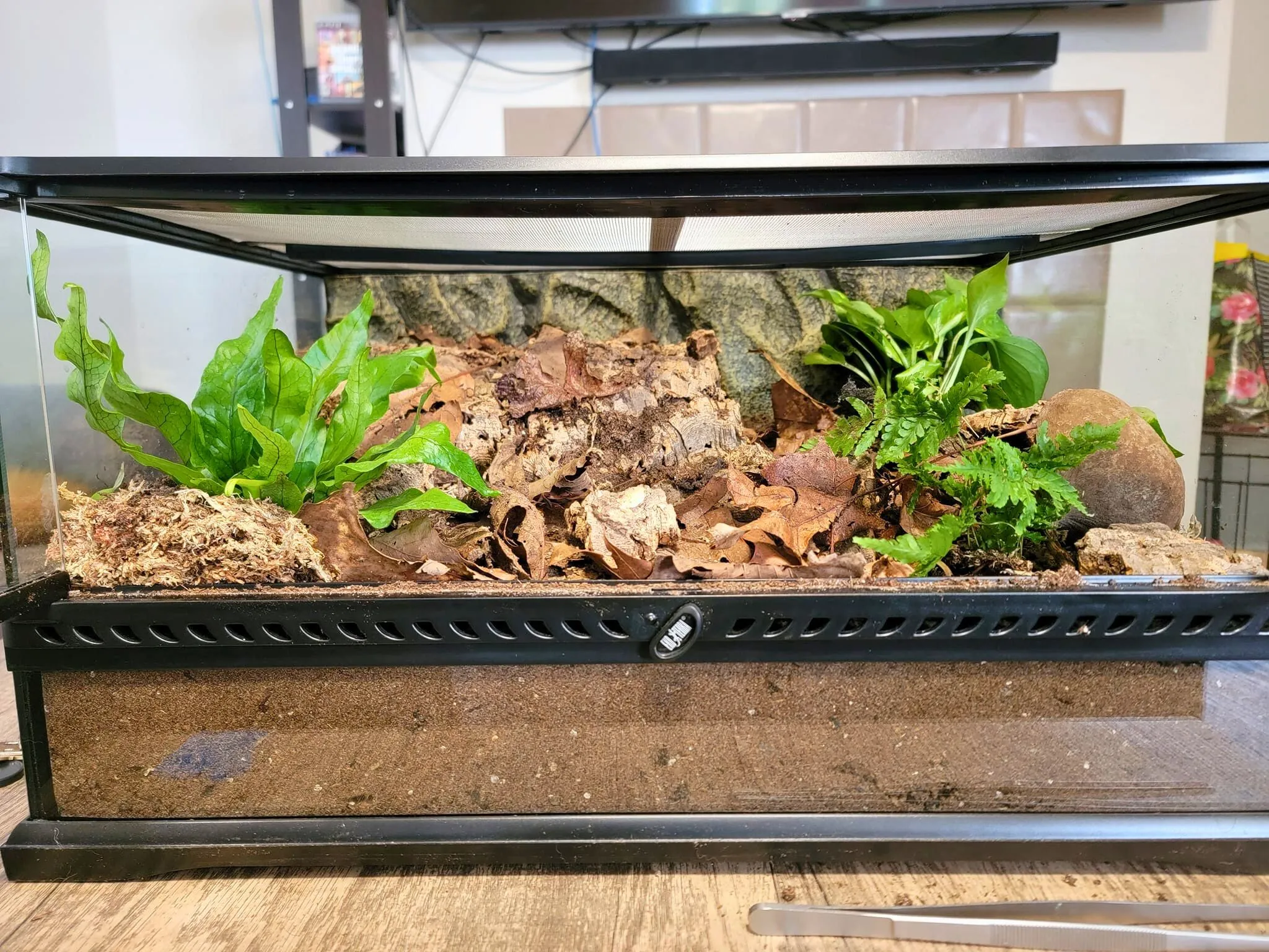 21191 tarantula ventilation