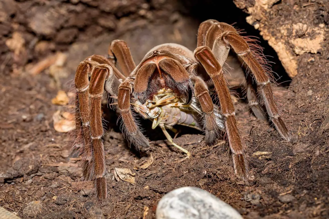 21193 tarantula preparation