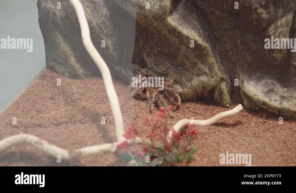 21196 crickets tarantula
