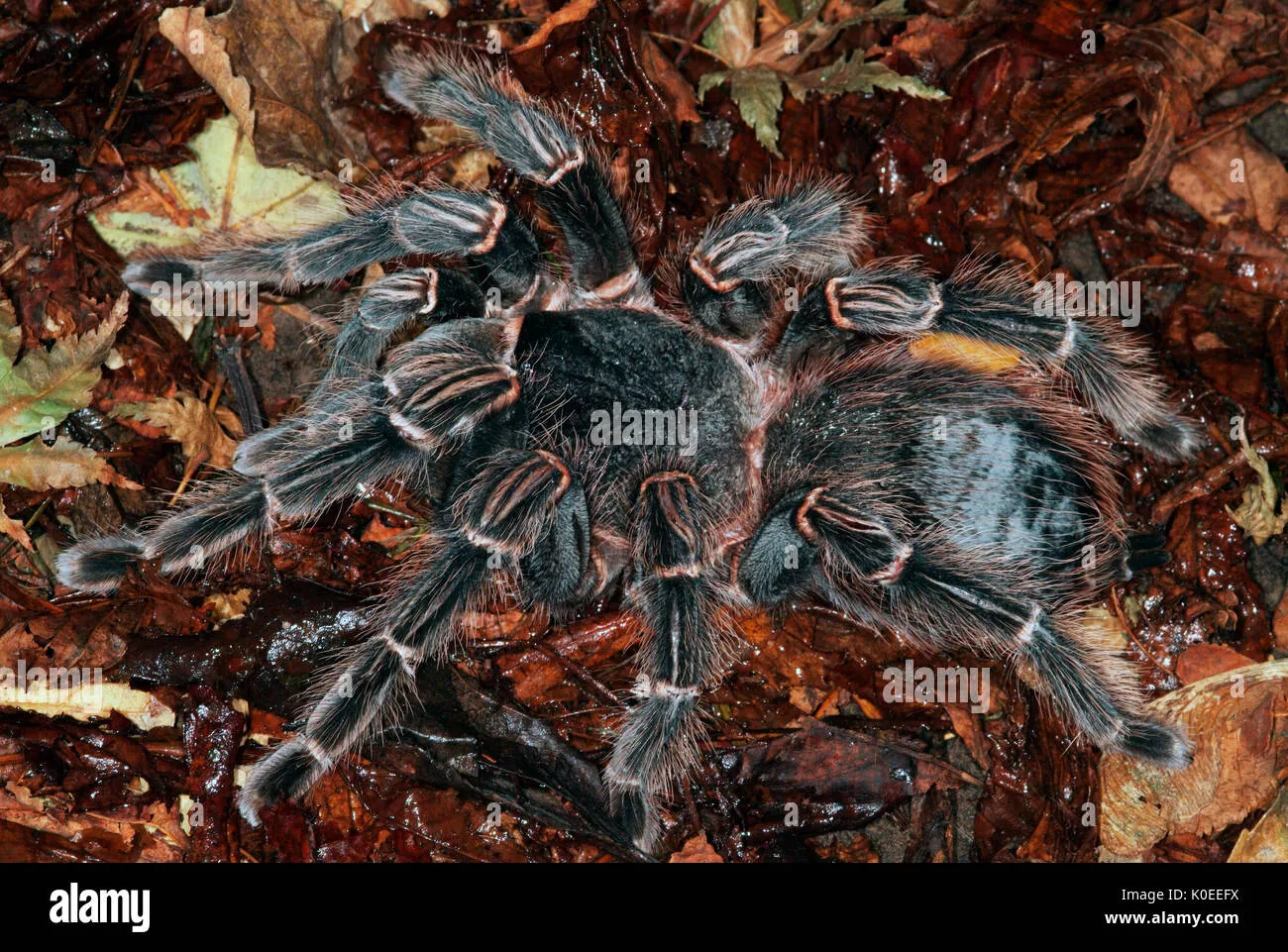 21196 healthy tarantula
