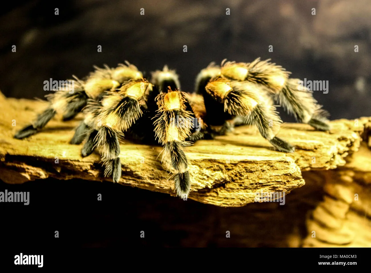21196 mealworms tarantula