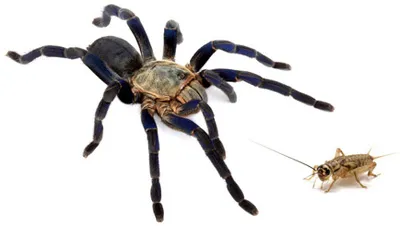 /img/21196-tarantula-feeding.webp