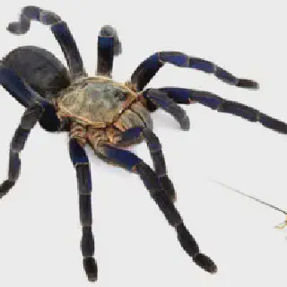 /img/21196-tarantula-feeding.webp