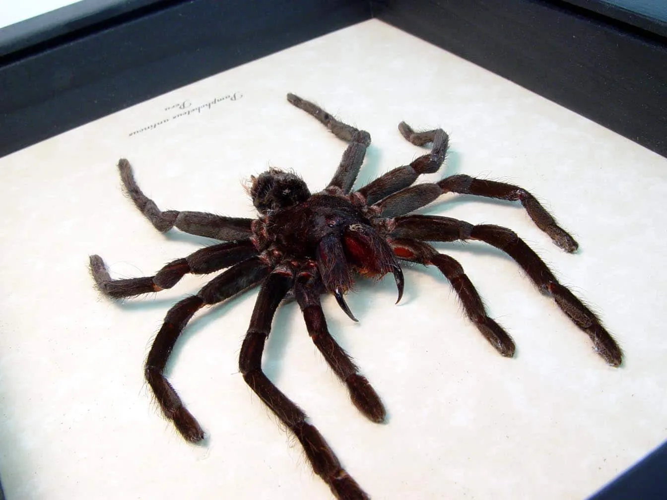 21196 water dish tarantula