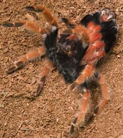 21198 tarantula molting age