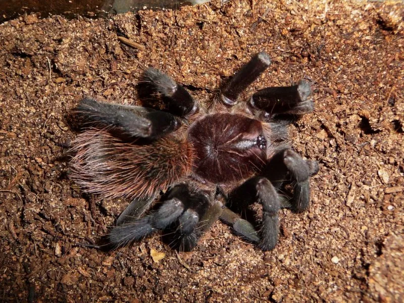 /img/21198-tarantula-molting-fact.webp