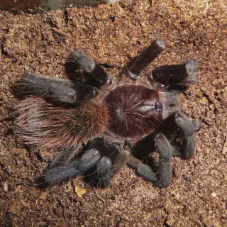 /img/21198-tarantula-molting-fact.webp