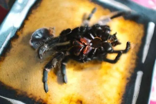 21198 tarantula molting preparing