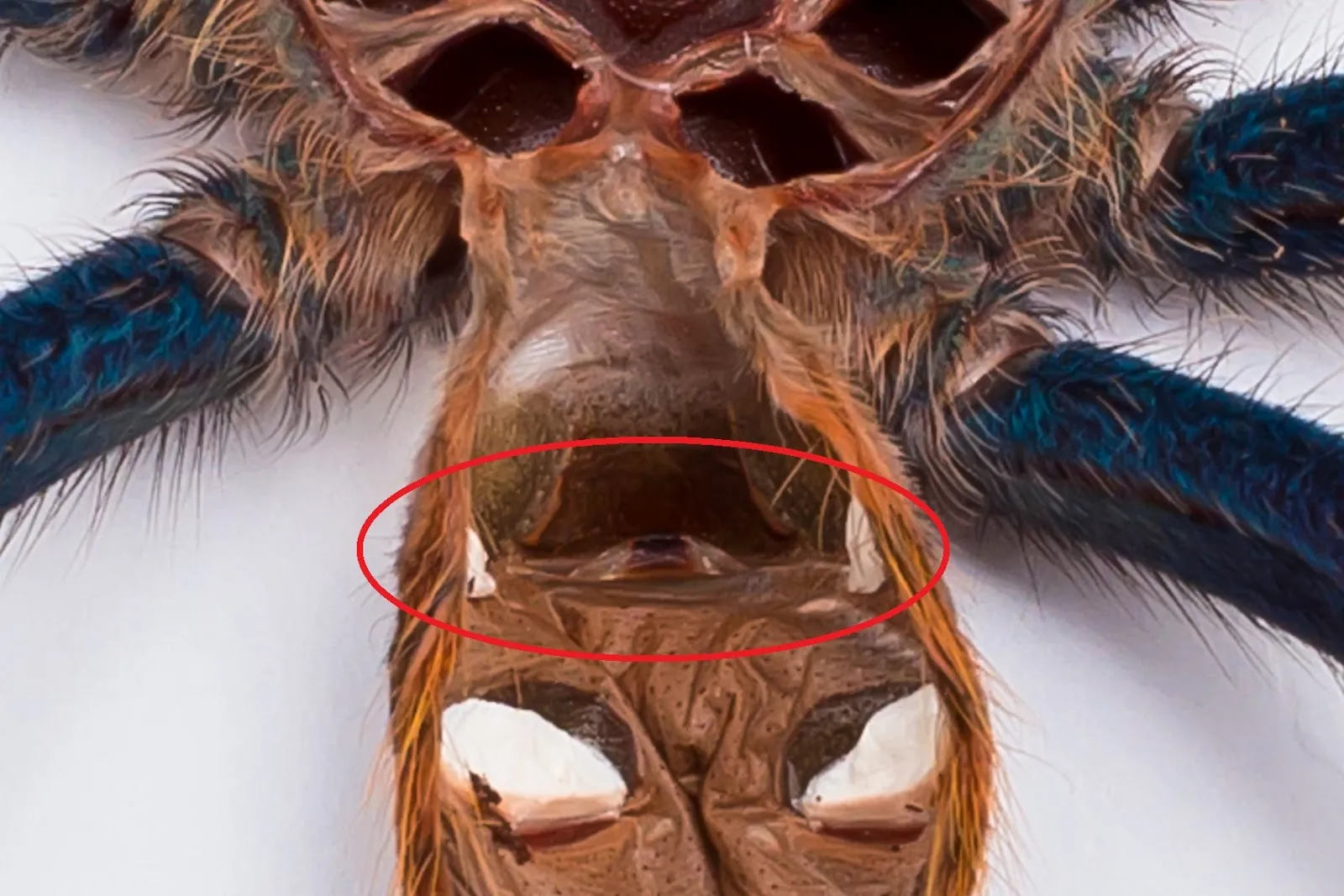21198 tarantula molting process