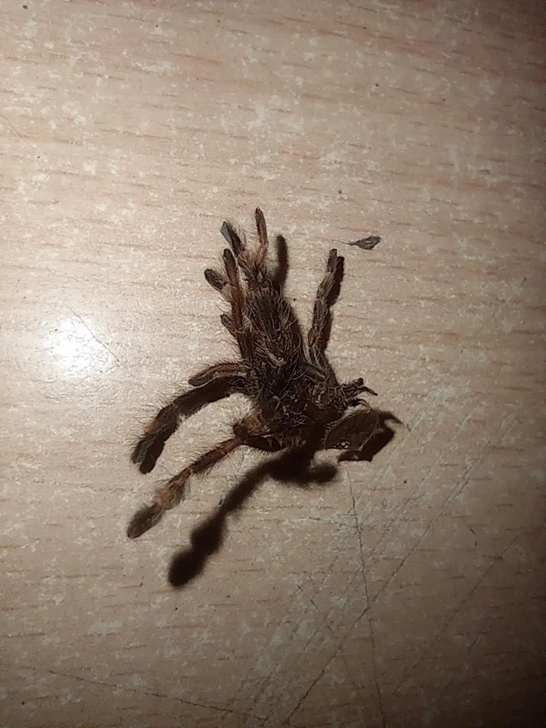 21198 tarantula molting species