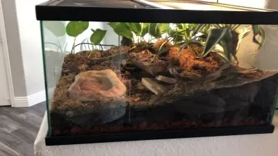 21200 best tarantula enclosure 1