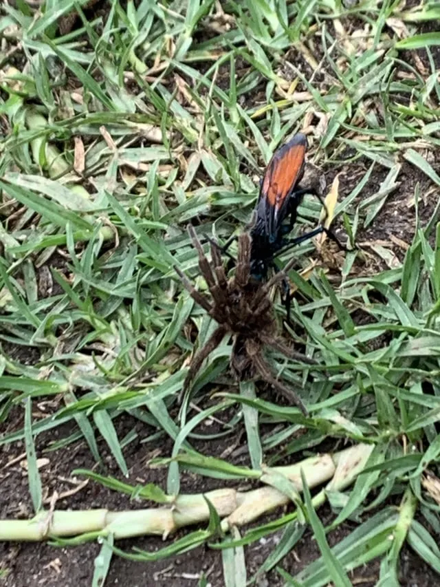 21201 tarantula habitat