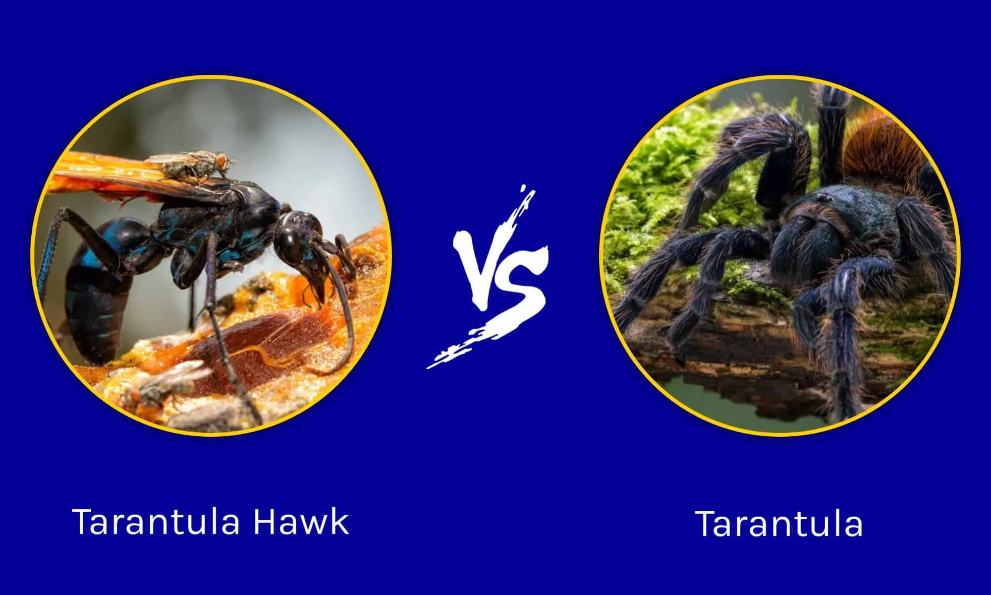 21201 tarantula hunting