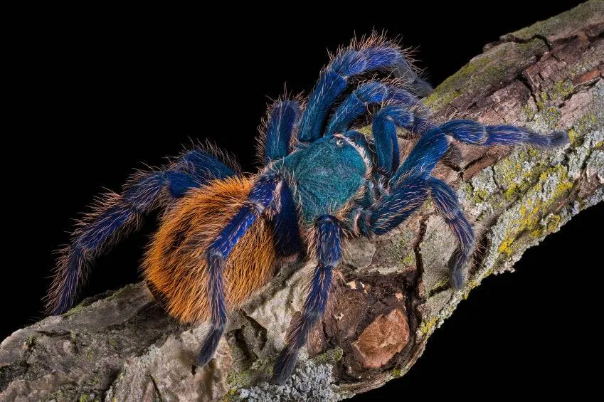/img/21202-blue-tarantula-buying.webp