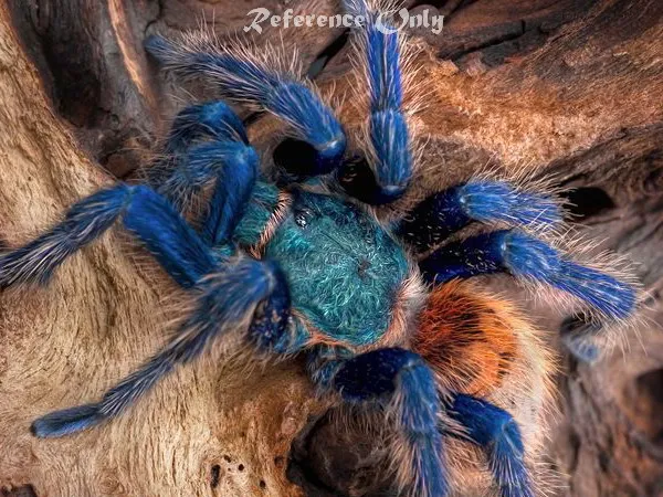 21202 blue tarantula feeding