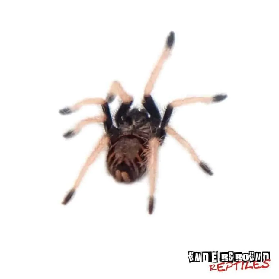 21202 blue tarantula housing