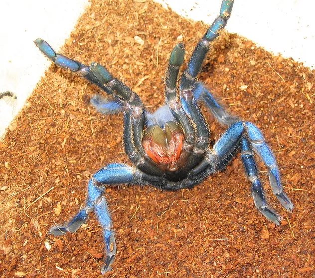 21202 blue tarantula species