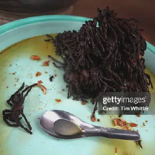 /img/21203-choosing-tarantula.webp