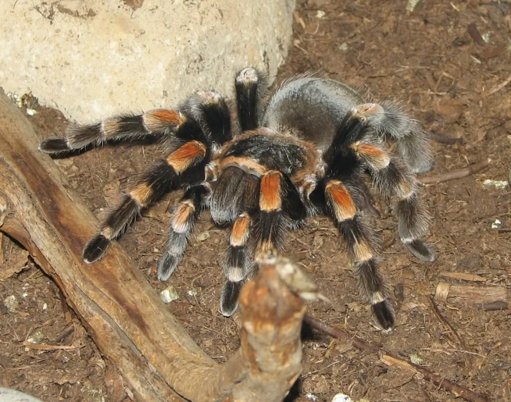 21204 tarantula in nature
