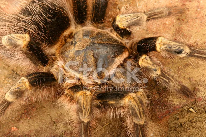 /img/21205-tarantula-behavior.webp