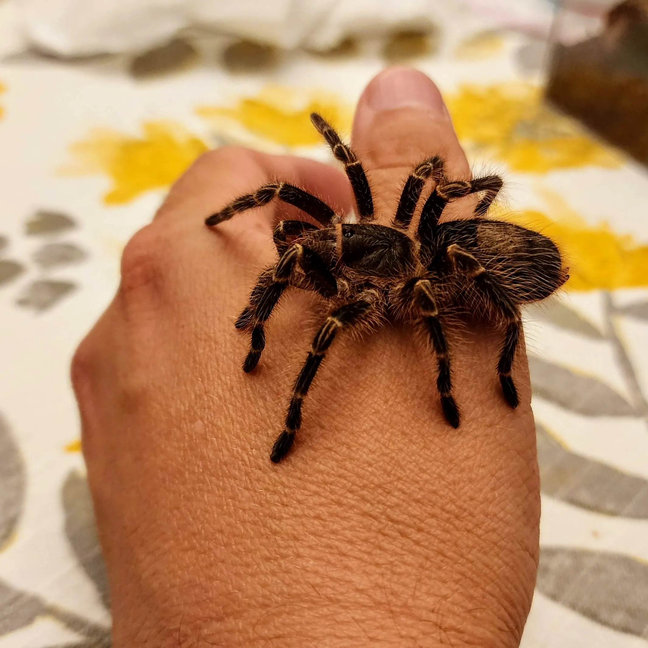 21205 tarantula molt example