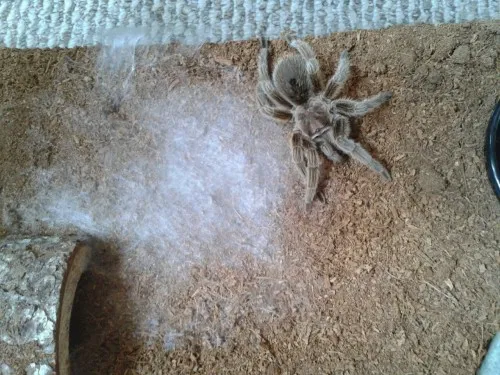 21206 tarantula color changes
