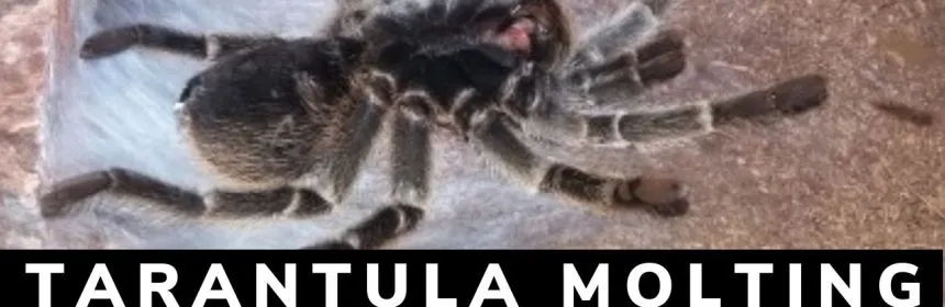 21206 tarantula humidity