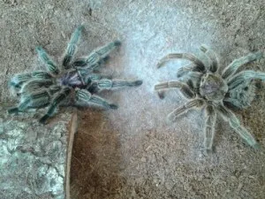 21206 tarantula lethargy hiding
