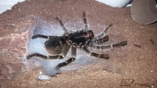 /img/21206-tarantula-safe-space.webp